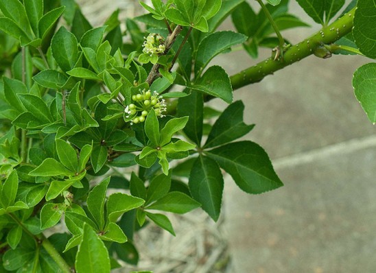 Au Comptoir Des Plantes Les Plantes En Phytoth rapie En Vrac Pour 