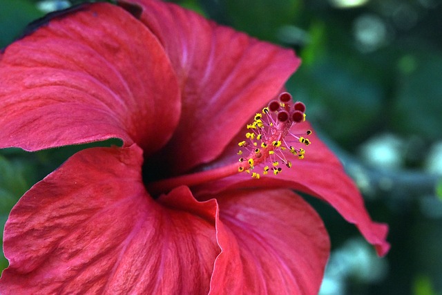 Hibiscus sabdariffa - Bissap ou Karkadé