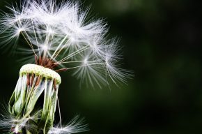 Les allergies