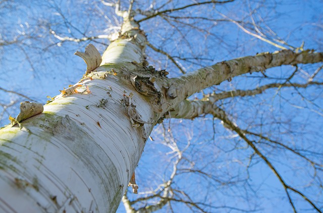 tree-2188495_640