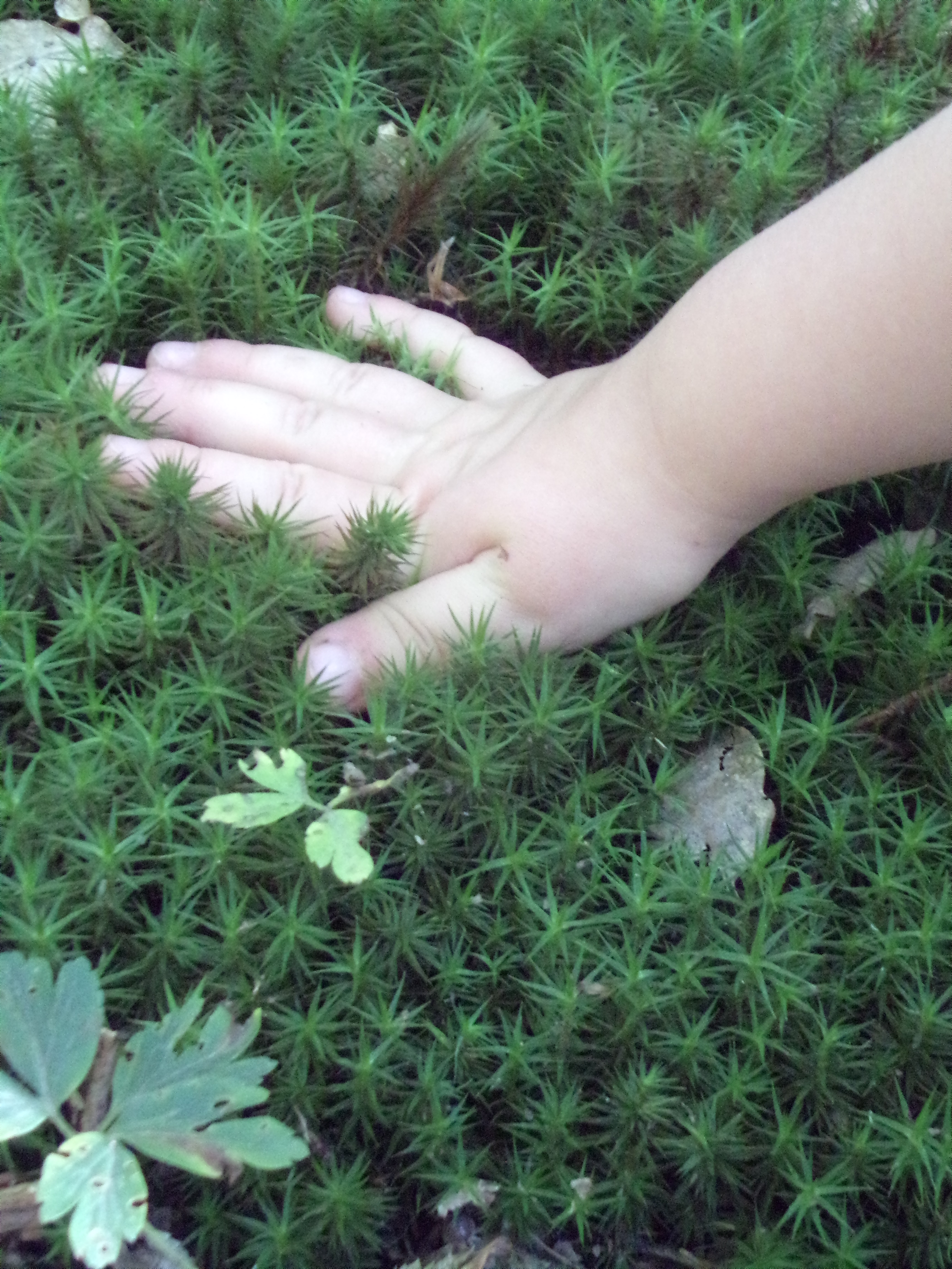 mousse en forêt