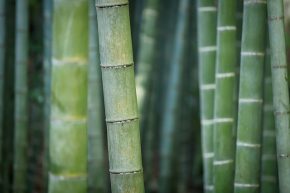Cure de silice